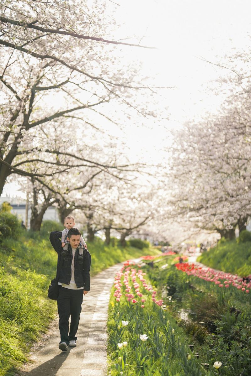 桜並木の下を、子どもを肩車して歩いているところ